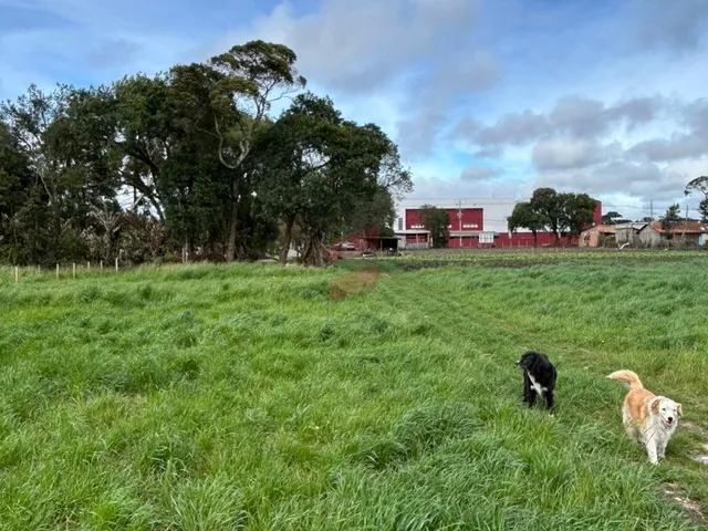 Imagem 3: ÁREA à venda com 15924m² por R$ 6.370.000,00 no bairro Planta Santa Lúcia - PIRAQUARA