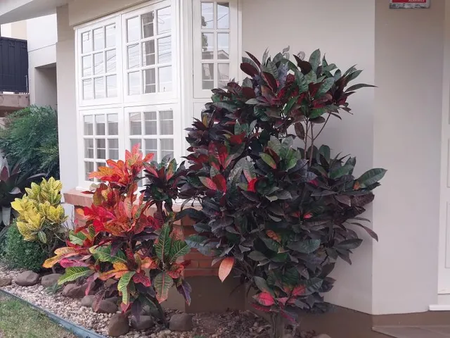 Imagem 6: Excelente Casa Casa com 3 dormitórios