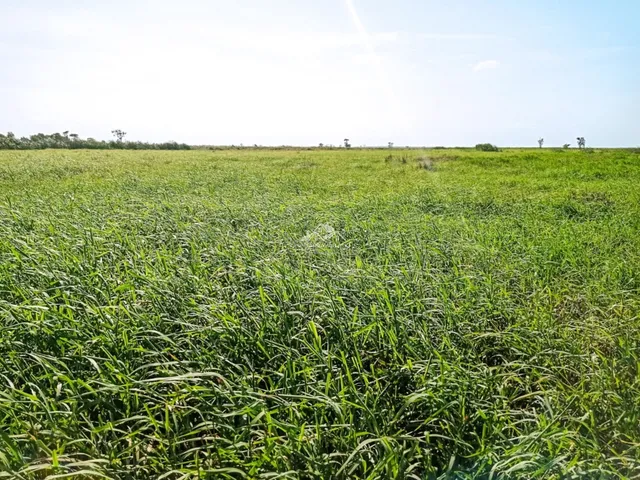 Imagem 9: Fazenda Agropecuária em Pontal do Ipiranga com 110 Alqueires 17 mantas com Água