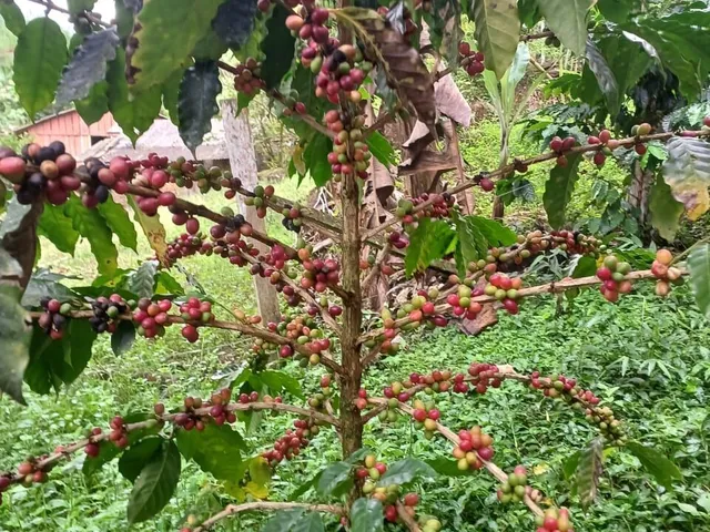 Imagem 6: Terreno em Zona Rural, Antonina/PR