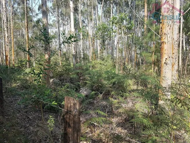 Imagem 4: Área Rural 10 Alqueires - 3 Barras de Cima - Bateias!