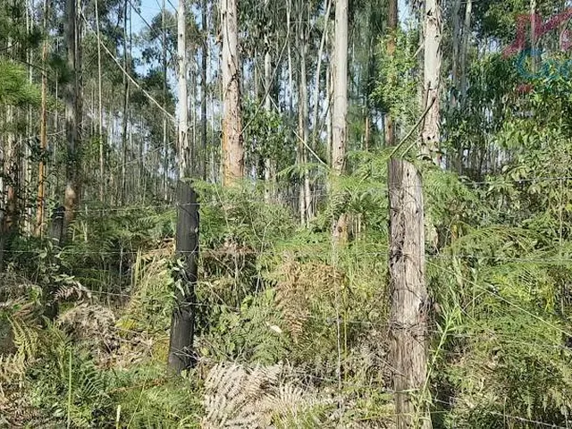Imagem 5: Área Rural 10 Alqueires - 3 Barras de Cima - Bateias!