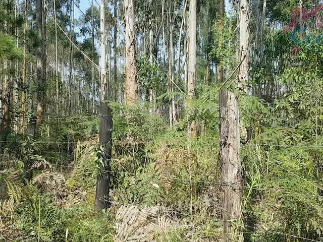Imagem 6: Chácara - Área Ideal para Formação de Chácara ou Reflorestamento!