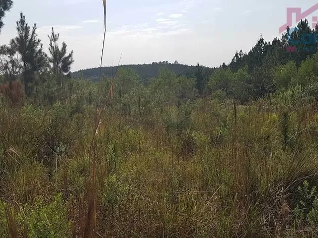 Imagem 11: Área Rural 2,5 Alqueires - 3 Barras de Cima - Bateias!