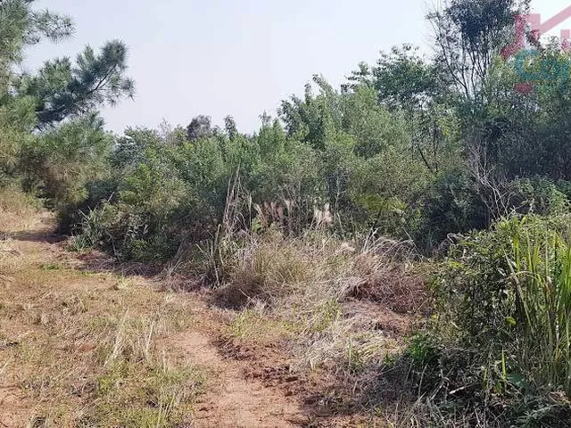 Imagem 7: Área Rural 2,5 Alqueires - 3 Barras de Cima - Bateias!