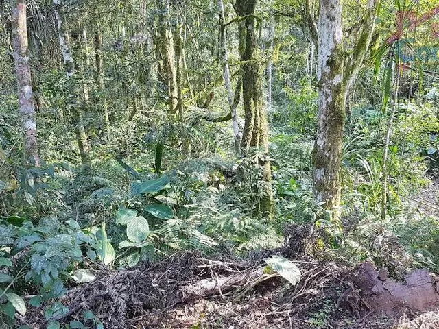 Imagem 6: Área Rural 2,5 Alqueires - 3 Barras de Cima - Bateias!