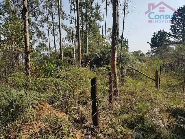 Imagem 3: Área Rural 2,5 Alqueires - 3 Barras de Cima - Bateias!