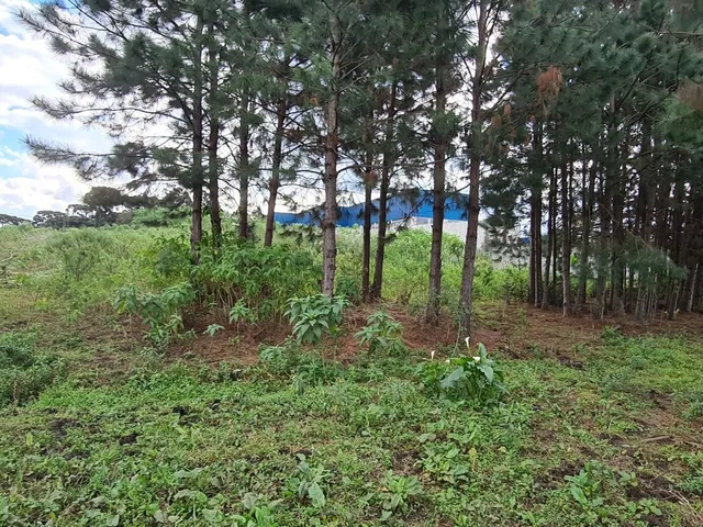 Imagem 7: Área Industrial - Região Central - Campo Largo - PR