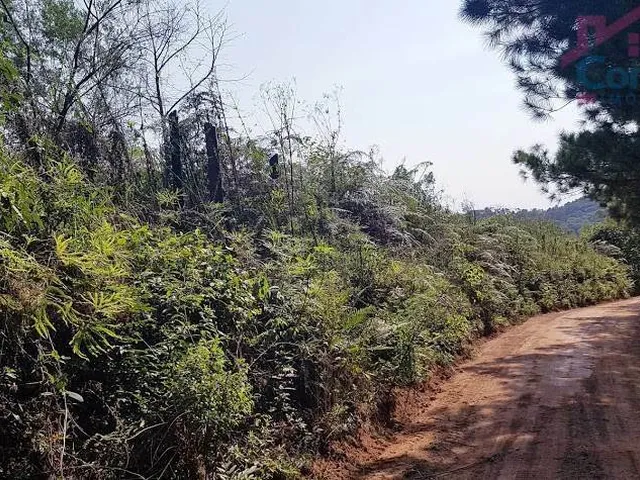 Imagem 9: Área Rural 5 Alqueires - 3 Barras de Cima - Bateias!
