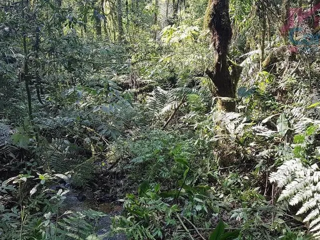Imagem 7: Área Rural 5 Alqueires - 3 Barras de Cima - Bateias!