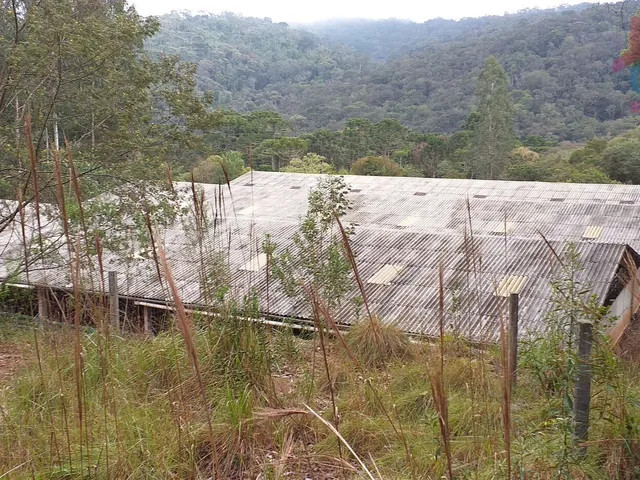 Imagem 16: Reflorestamento Eucalipto - Sítio 23 Alqueires - Itambezinho!