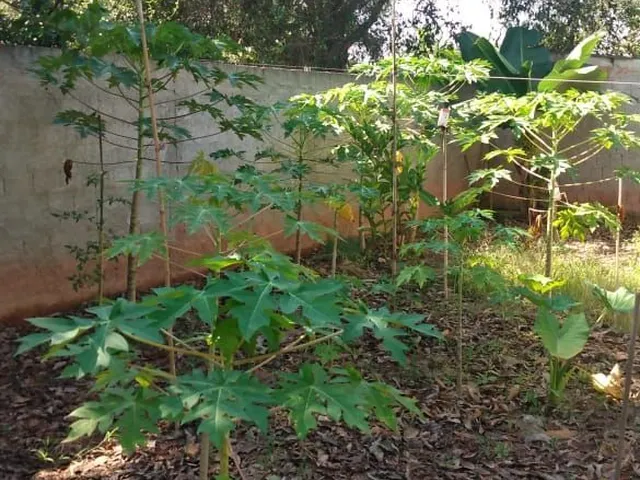 Imagem 14: Casa no Capivari