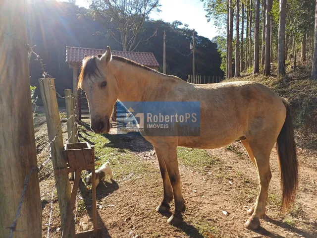Imagem 11: Sítio à venda em Paraibuna-SP com 60.000m2 em local de grande sossego e segurança