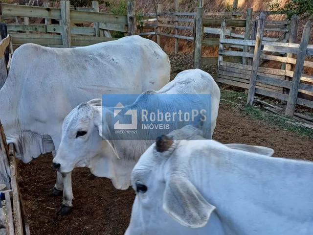 Imagem 2: Sítio à venda em Paraibuna-SP com 60.000m2 em local de grande sossego e segurança