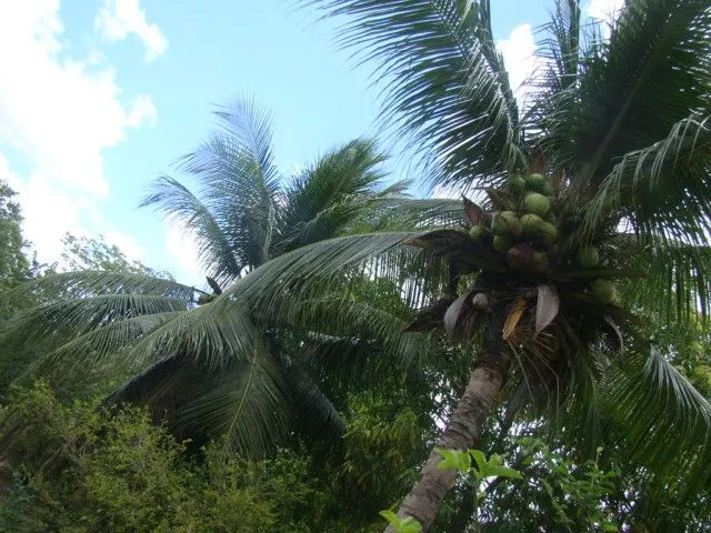 Imagem 4: Sítio/Chácara em Pacatuba, Sítio Maranata, Vizinho a Fortaleza-Ceará, É pra Vender
