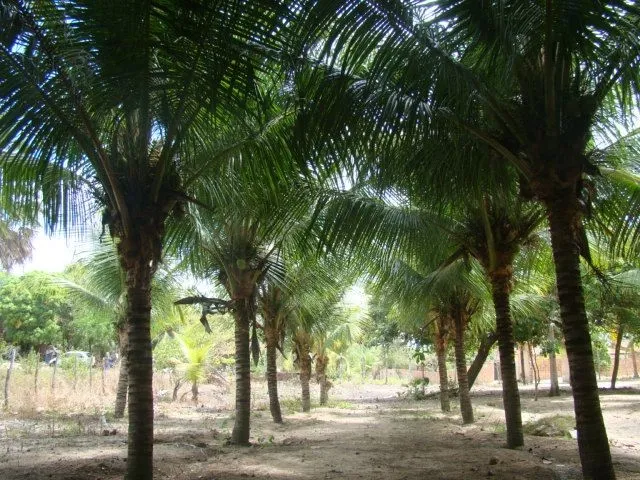 Imagem 6: Sítio/Chácara em Pacatuba, Sítio Maranata, Vizinho a Fortaleza-Ceará, É pra Vender