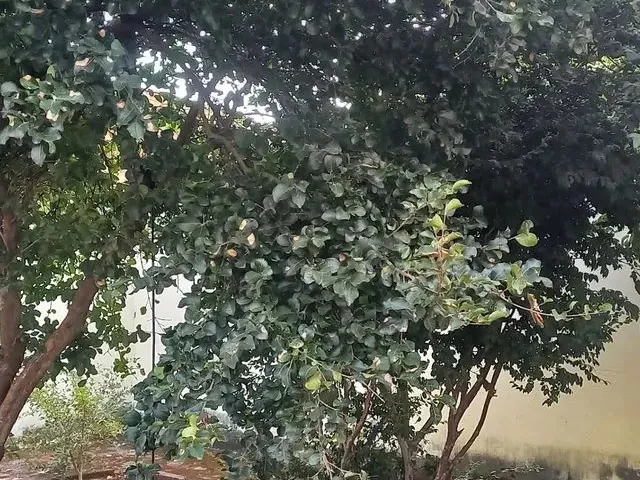 Imagem: Aluguel de Casa
