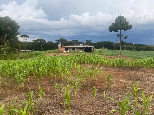 Imagem 6: VENDE-SE ÓTIMO TERRENO PRÓXIMO A BR 277 KM 373 Área Rural localizada próximo ao posto
