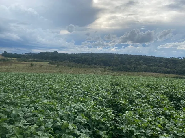 Imagem 4: VENDE-SE ÓTIMO TERRENO PRÓXIMO A BR 277 KM 373 Área Rural localizada próximo ao posto