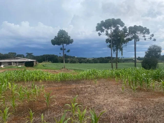 Imagem 7: VENDE-SE ÓTIMO TERRENO PRÓXIMO A BR 277 KM 373 Área Rural localizada próximo ao posto