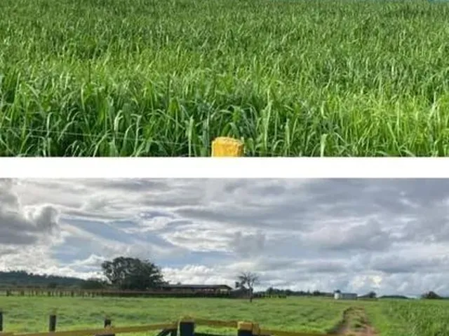 Imagem: Fazenda Agrícola e Pecuária - Juara/Mt