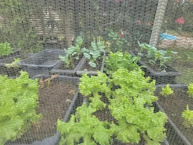 Imagem 4: Velleda Oferece Belo Sítio com Chalé, Piscina e Frutíferas, em Condomínio Fechado Na