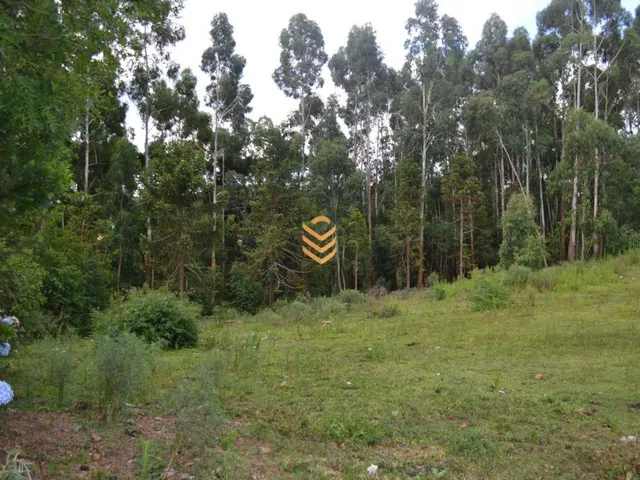 Imagem 6: Área de 1,3 Hectares em Cambará do Sul