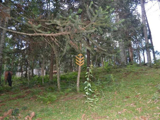 Imagem 9: Área de 1,3 Hectares em Cambará do Sul