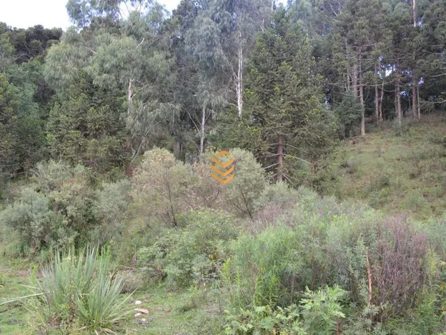 Imagem 12: Área de 1,3 Hectares em Cambará do Sul