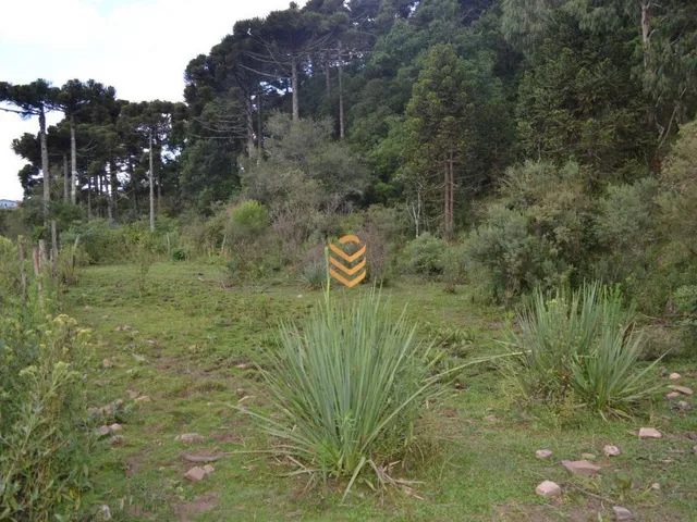 Imagem 15: Área de 1,3 Hectares em Cambará do Sul