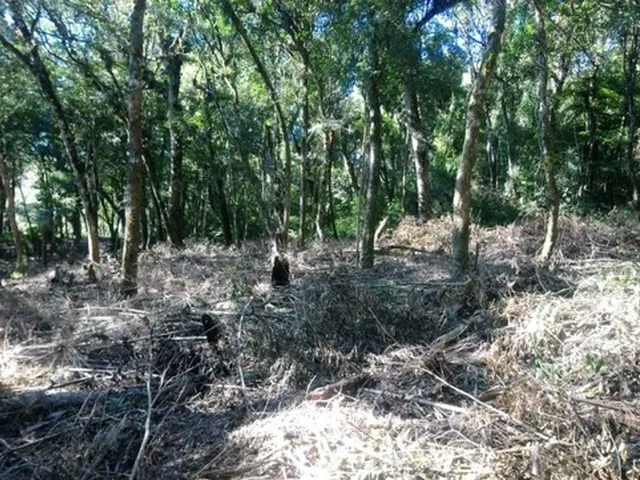 Imagem 4: Excelente Área para Formar Chácara!!!