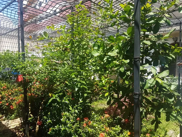 Imagem 4: CASA RESIDENCIAL em BELÉM - PA, MARCO