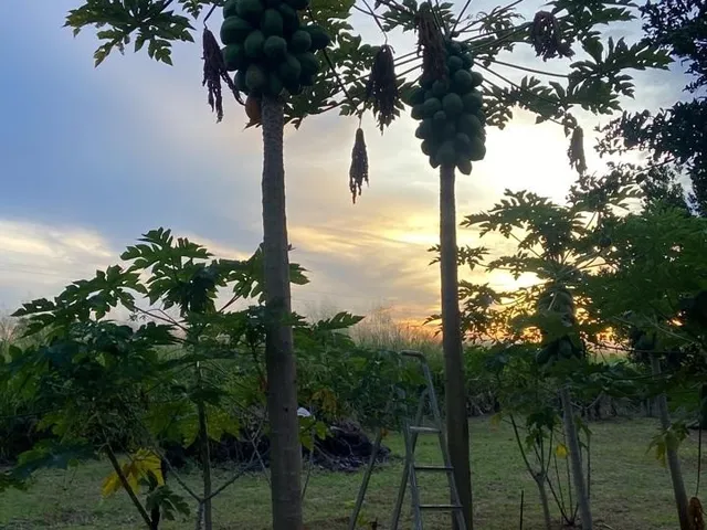 Imagem 10: CHACARA RURAL em NOVA MUTUM - MT, chácara