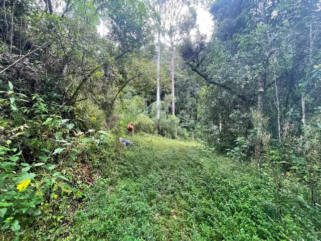 Imagem 3: TERRENO RURAL em Bocaina de Minas - MG, Mirantão