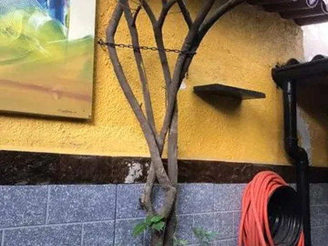 Imagem 12: Excelente Casa de 2Quartos com Churrasqueira no Coração de Bangú e Senador Camará