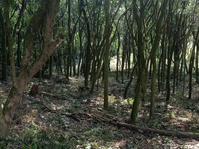 Imagem 8: AREA RURAL em LINHA NOVA - RS, Canto Rückert