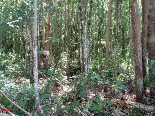 Imagem 7: AREA RURAL em Nova Petrópolis - RS, Linha Brasil