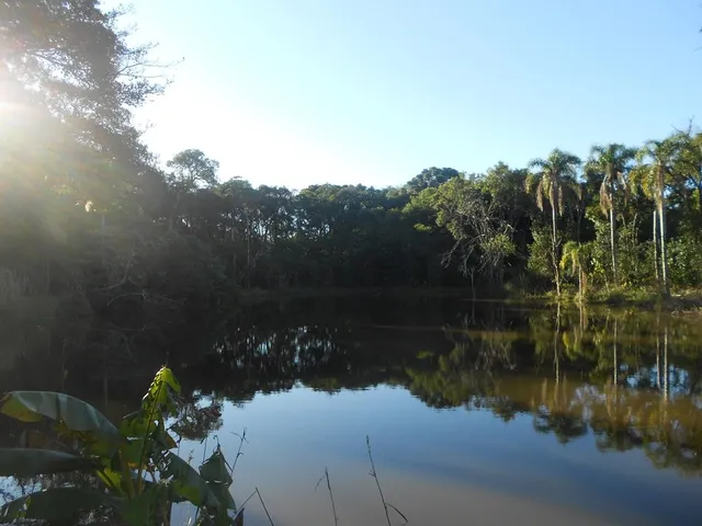 Imagem: AREA RURAL em Nova Petrópolis - RS, Pinhal