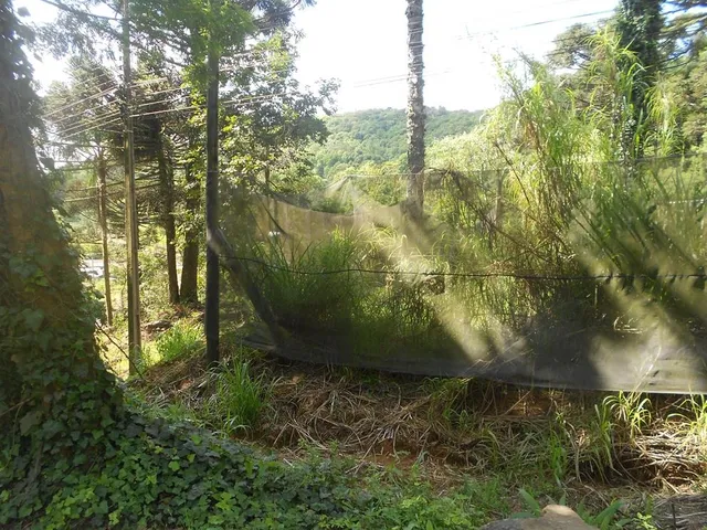 Imagem 5: TERRENO COMERCIAL em Nova Petrópolis - RS, Piá
