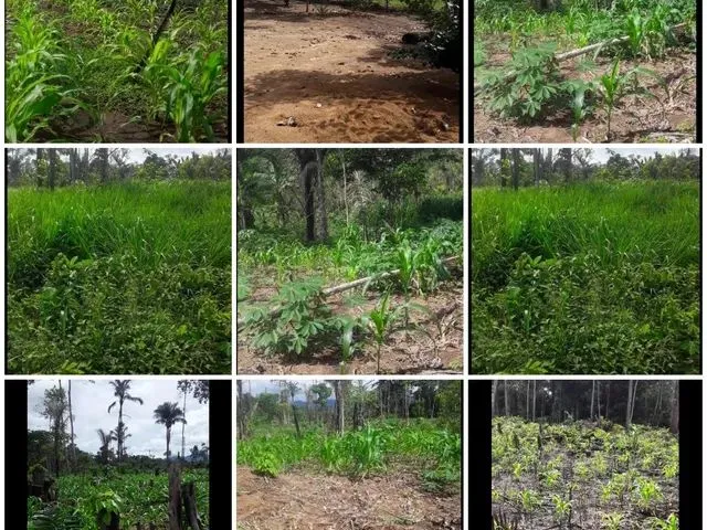 Imagem: Sitio com 30 Hectares