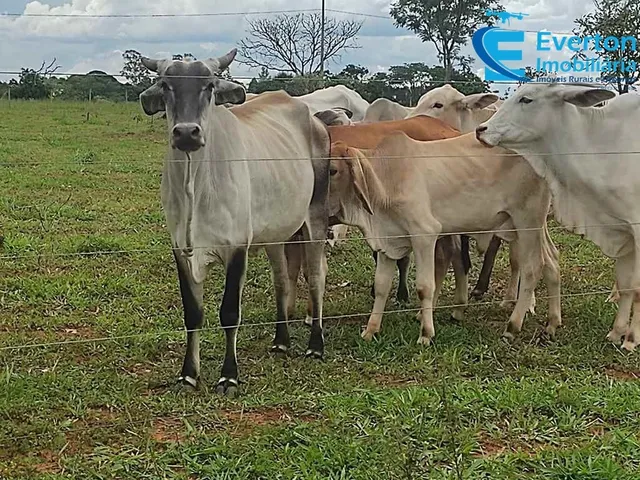 Imagem 12: Oportunidade ! Sítio com 3,94Alqueires em Uberlândia