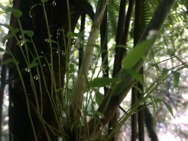 Imagem 2: Vendo 7 cachoeiras nas terras altas da Mantiqueira, lugar mágico