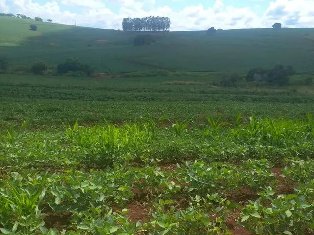 Imagem: Vendo Sitios em Primeiro de Maio - Pr
