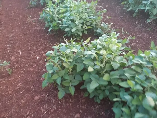 Imagem 2: Vendo Sitios em Primeiro de Maio - Pr
