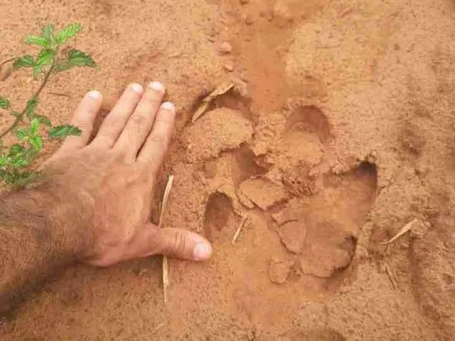 Imagem 6: Chácara Formada Perto de Bandeirante