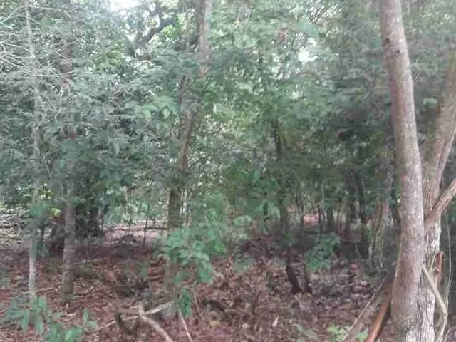 Imagem 8: Chácara Formada Perto de Bandeirante