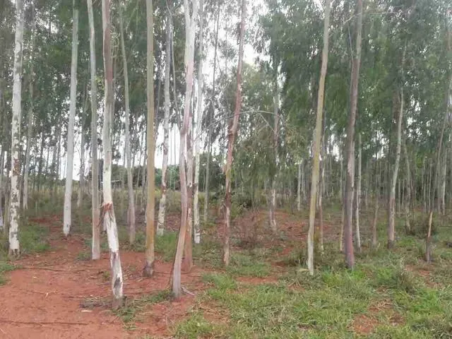 Imagem 3: Chácara Formada Perto de Bandeirante