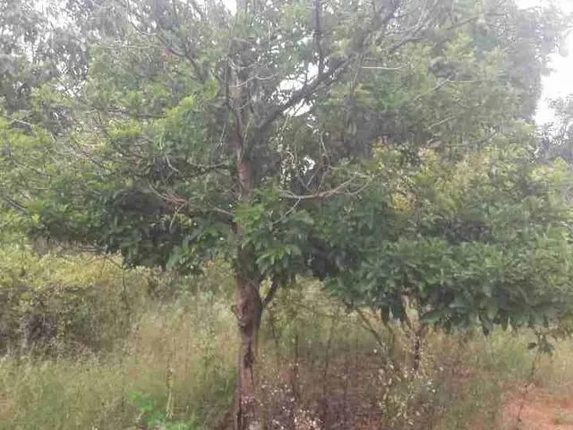 Imagem 11: Chácara Formada Perto de Bandeirante