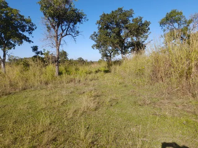 Imagem: Fazenda - 265 Ha - Bruta - Pecuária - Bonito-Ms