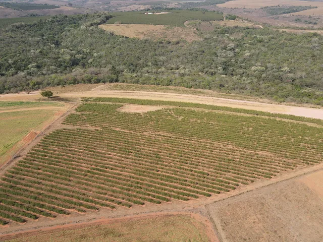 Imagem: FAZENDA COM CAFÉ NA REGIÃO DE SANTA LUZIA